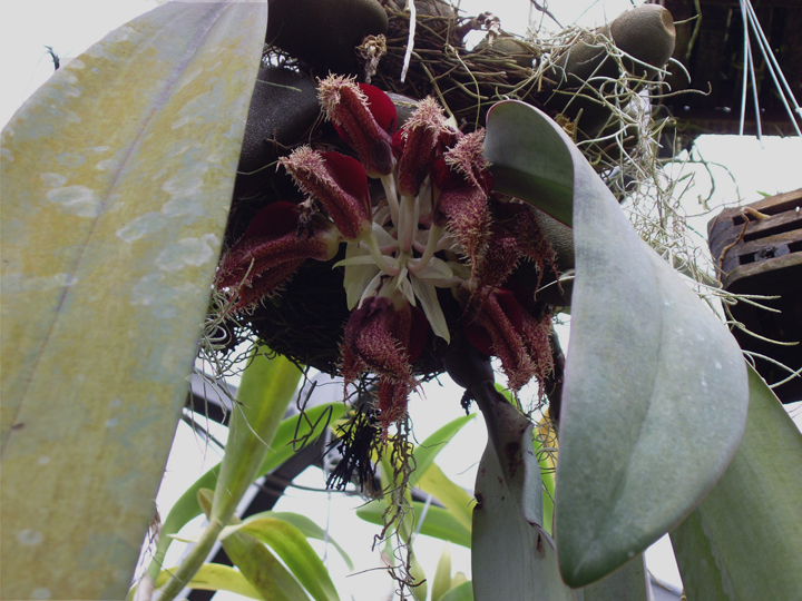 Orchid Photos Other Orchids